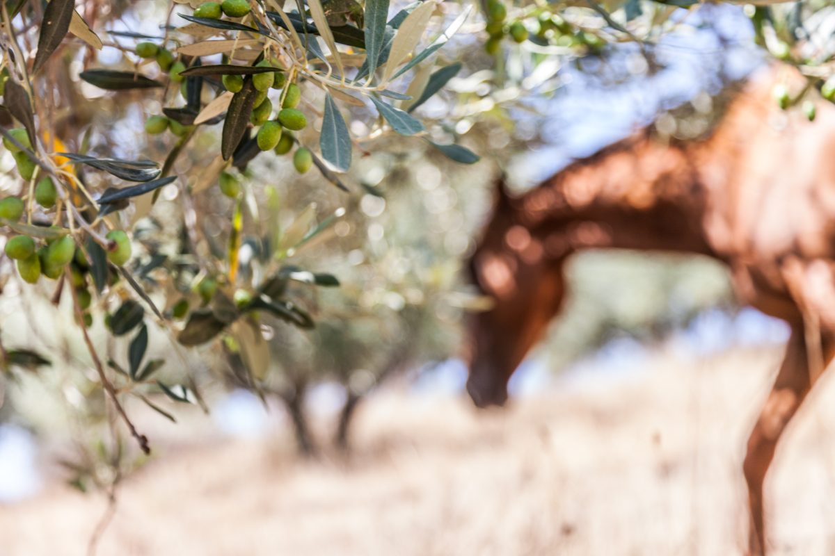 SOCIETA AGRICOLA NIEDDU DI SERGIO E LUCA S.S. — foto 4